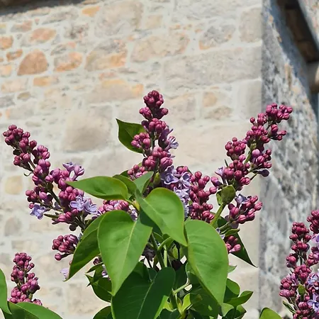 Tona Villa Nenadici (Krk)