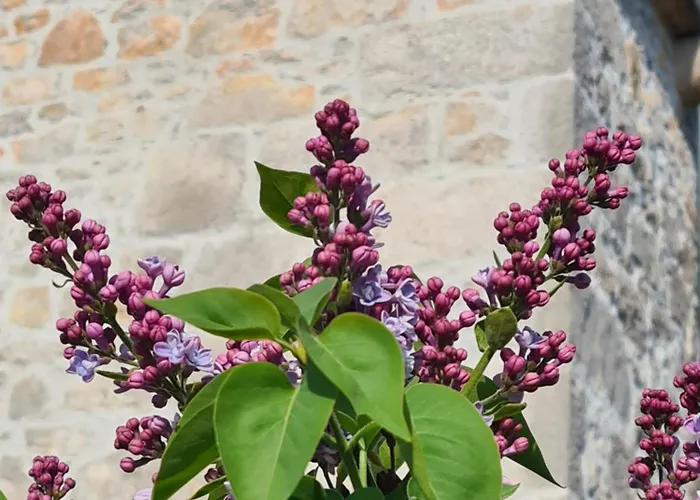 Tona Vila Nenadici (Krk)