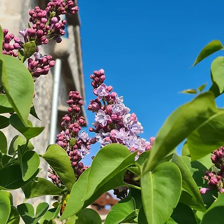 Tona * Nenadici (Krk)